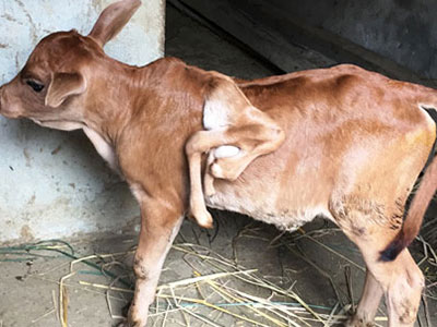 Bê con 7 chân ở Nghệ An