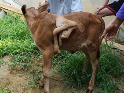 Đổ xô đi xem bê con 7 chân "có một không hai"ở Nghệ An