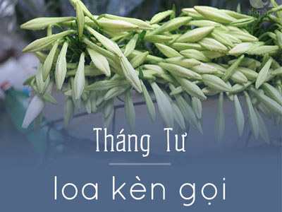 Hà Nội và những mùa hoa đẹp đến đắm say lòng người