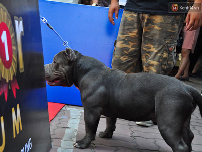 Ngắm những chú chó Bully giá nghìn đô trong cuộc thi dog show ở Sài Gòn
