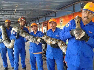 Phát hiện mãng xà khổng lồ dài nhất thế giới ở Malaysia