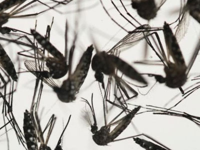 Phát hiện mới: Virus Zika có thể tấn công cả não người lớn