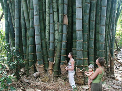 Phải chăng đây là cây tre Thánh Gióng trong truyền thuyết?