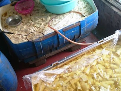 Kinh hãi thấy giòi bò lúc nhúc trong măng tươi ngâm