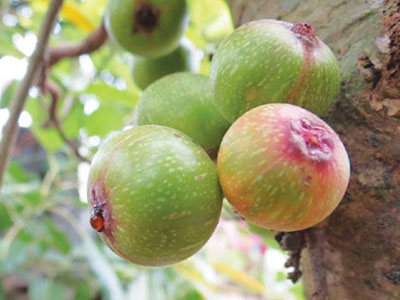 Quả sung chữa bệnh trĩ, khản tiếng, ho khan không đờm