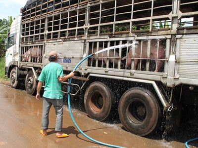 Trung Quốc nhập heo mỡ của Việt Nam để tránh chất cấm?