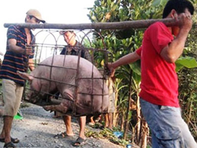 Bị thương lái Trung Quốc lừa, nông dân khóc vì lợn siêu mỡ