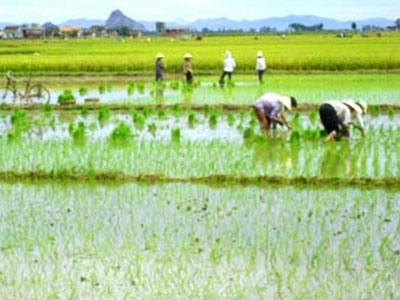 Đang đi cấy hộ, em dâu bị anh chồng chém tử vong ngay dưới ruộng