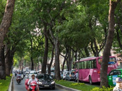 TPHCM di dời 14 cây xanh trên đường Tôn Đức Thắng để xây metro