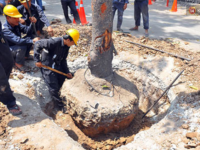 Bắt đầu bứng dưỡng cây xanh trên đường Tôn Đức Thắng ở Sài Gòn