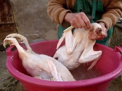 Nhựa thông nhổ lông gà, vịt nhanh có độc hại?