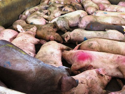 Vì sao thực phẩm "bẩn" tung hoành