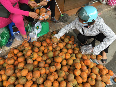 Sự thật cam Hà Giang quấn nilon ngập chợ Hà Nội