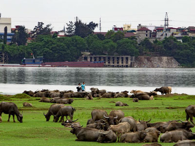 Giữa Thủ đô, nuôi trâu kiểu... thả hoang thu tiền tỷ