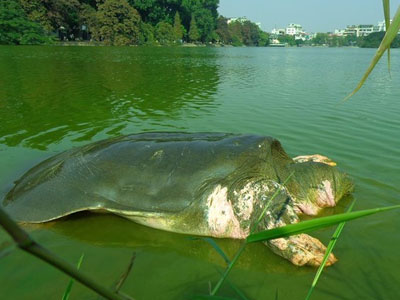 Không còn cơ hội nhân bản rùa Hồ Gươm