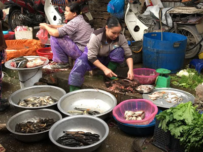 Đại nạn cá chết, hậu quả lan ra đến Hà Nội