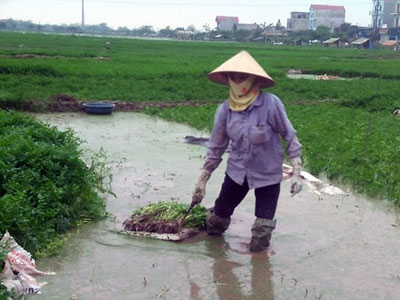 Sự thực về thuốc "siêu tăng trưởng" phun rau cần 3 ngày là thu hoạch