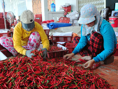 Trung Quốc thu mua ớt ào ạt, giá ớt nhảy múa