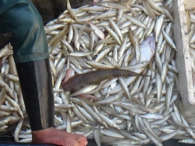800kg cá từ vùng cá chết suýt lên bàn ăn