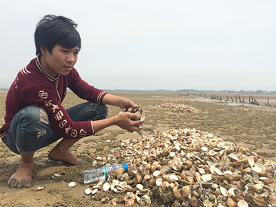 Hơn 60 tấn ngao chết trắng biển Hà Tĩnh