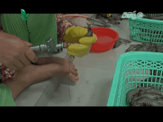 Kinh hãi với clip bơm tạp chất vào tôm sú để tăng trọng lượng, tăng kích cỡ