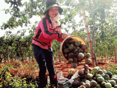 Chanh dây giảm giá cực mạnh do Trung Quốc ngưng mua