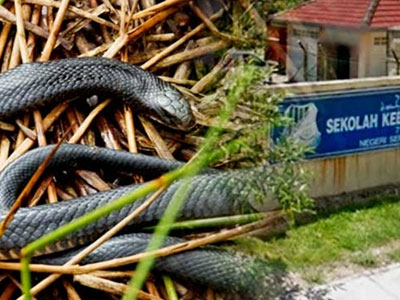 Malaysia: Nắng nóng bất thường, hơn 700 người bị rắn cắn