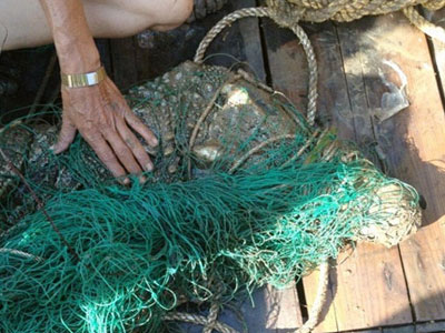 Cá sấu xổng chuồng lên bờ phơi nắng bị "sa lưới"