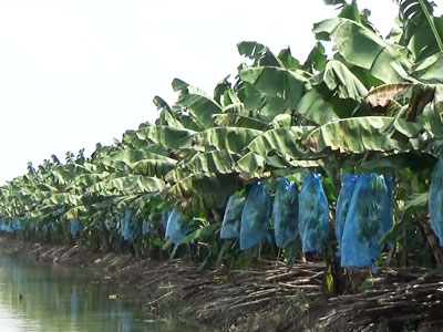 Nông trường Sông Hậu đang "hấp hối"