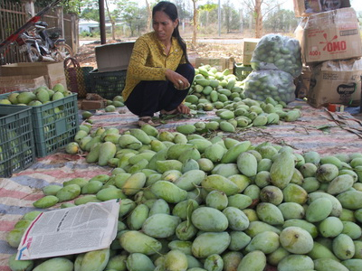 1.000 đồng một kg xoài "ba mùa mưa"