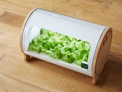 Cách trồng rau sạch siêu bá đạo của người Nhật