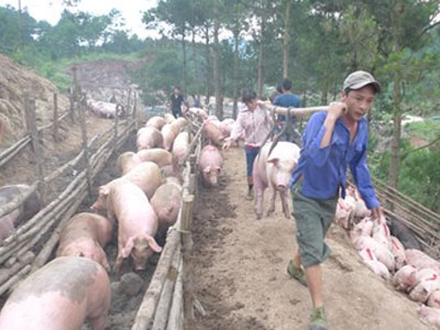 Lợn xuất khẩu "quay đầu" đi đâu?