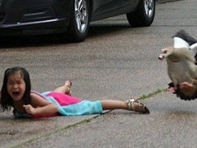 Mỹ: Bé gái bị tấn công vì “nhìn đểu” ngỗng
