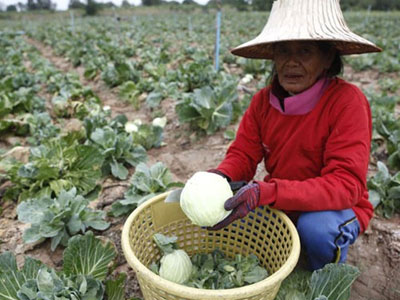 Trái cây Thái Lan chứa chất độc hại