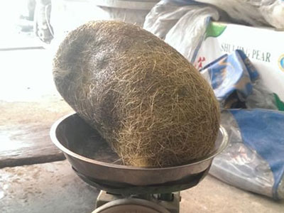 Hà Nội: Mổ heo ăn giỗ, phát hiện "cát lợn" khủng 2,8kg