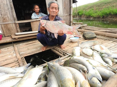 Hơn chục tấn cá chết như ngả rạ trên sông Bưởi