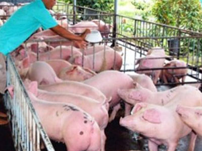 Ồ ạt xuất lợn hơi đi Trung Quốc: Cục trưởng Chăn nuôi: "Trung Quốc dừng mua là chết!"