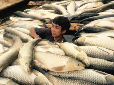 Vụ trưởng Nuôi trồng thủy sản: Vụ cá chết trên sông Bưởi "không lớn"!