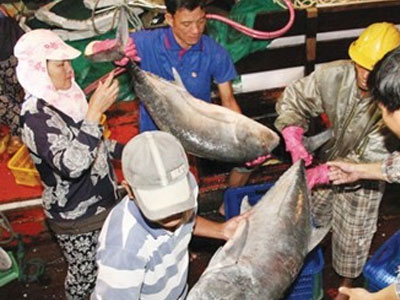 Kiểm tra nước biển bằng "phép thử" 10 vạn con tôm