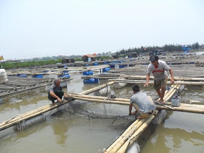 Xuất hiện hiện tượng cá nuôi ở Tĩnh Gia bị chết