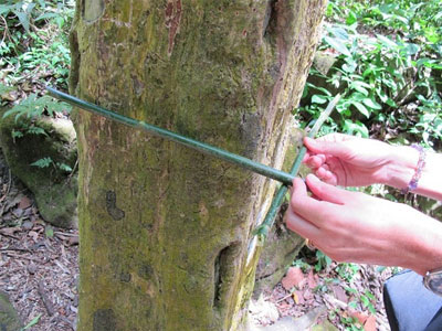 Thung lũng kỳ lạ tràn ngập những cây có thân hình vuông