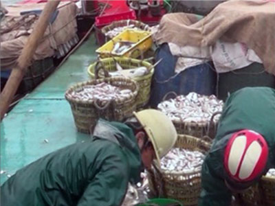 Công an điều tra người tung tin hải sản bị chết trắng