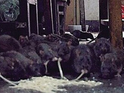 Kinh hãi phát hiện cụ ông 70 tuổi nuôi... 200 con chuột trong nhà