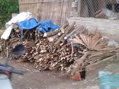 Sốt “tận thu” cây ba chạc bán cho thương lái Trung Quốc