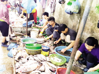 Tấp nập khách "săn" cá ươn giá rẻ tại chợ thực phẩm Hà Nội