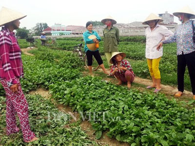 Vụ "dùng chổi quét lên rau": Dân tố phóng viên dàn dựng có chủ đích