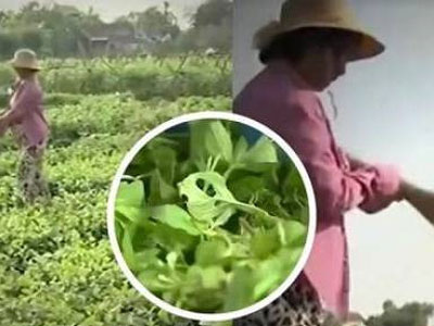Clip: 1 nghìn đồng 3 bó không ai mua sau clip "Cây chổi quét rau"