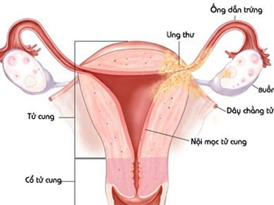 Khám phá bí mật bộ máy sinh sản của phụ nữ