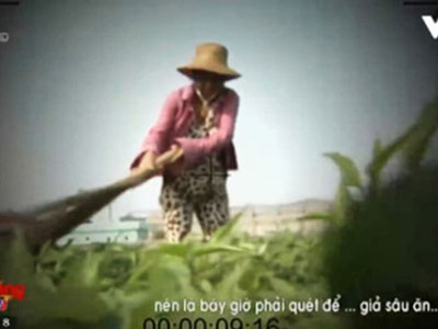 Người phụ nữ dùng chổi quét rau trong phóng sự của VTV lên tiếng