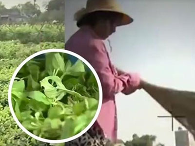 Phạt VTV 50 triệu đồng vụ "Cây chổi quét rau"